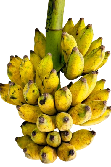 Pahari Bangla Kola