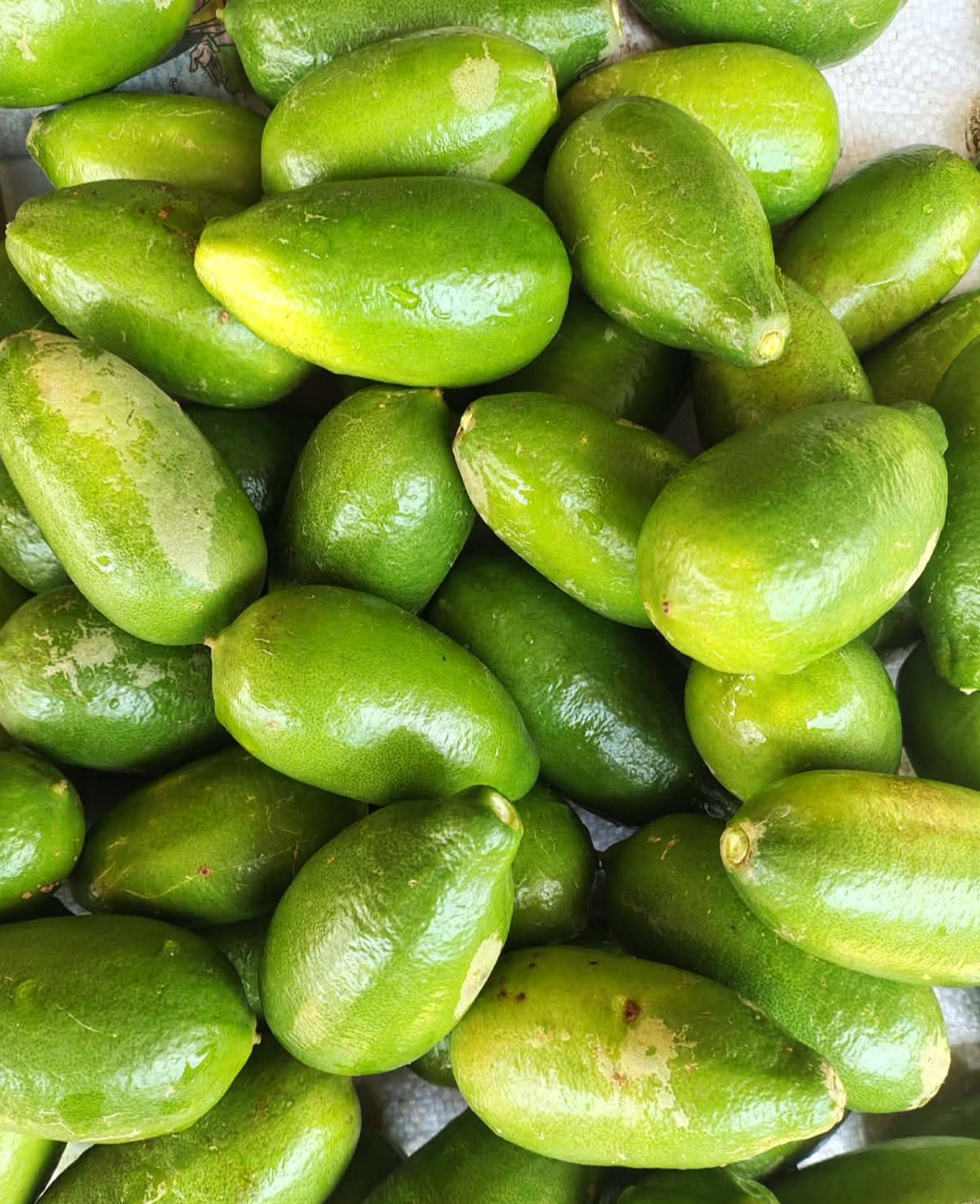 Pahari Lebu